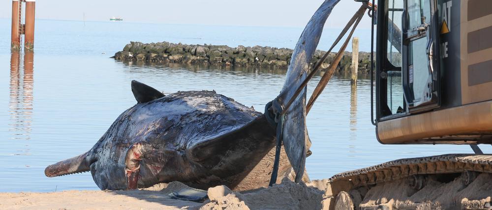 Ein 16 Meter langer Pottwal wurde vor Hörnum gefunden und in den Hafen geschleppt.