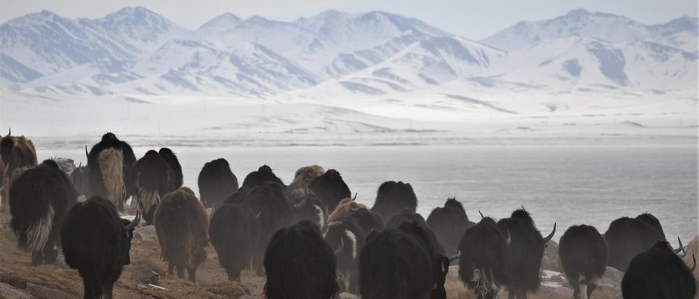 Haustiere wie Yaks hinterlassen weit deutlichere Spuren auf der Erdoberfläche als Wildtiere.
