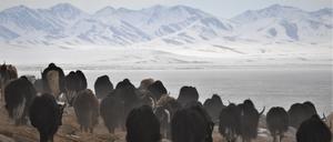 Haustiere wie Yaks hinterlassen weit deutlichere Spuren auf der Erdoberfläche als Wildtiere.