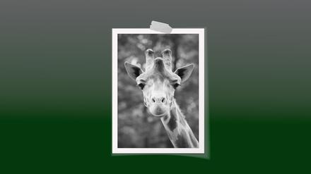 Giraffe Max ist tot