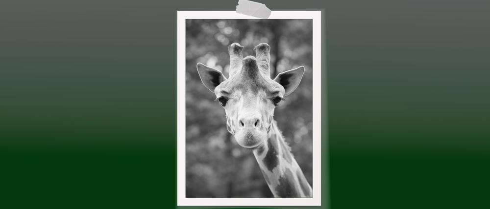 Giraffe Max ist tot