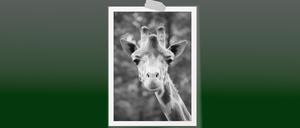 Giraffe Max ist tot
