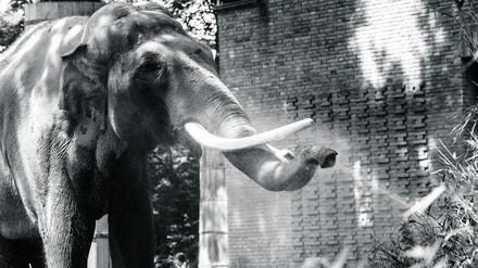 ARCHIV - 17.06.2022, Berlin: Elefanten-Bulle Victor erfrischt sich am Wasserstrahl eines Rasensprengers an diesem sonnigen und warmen Sommertag im Zoologischen Garten. (zu dpa: «Elefant in Berliner Zoo plötzlich gestorben») Foto: Paul Zinken/dpa +++ dpa-Bildfunk +++