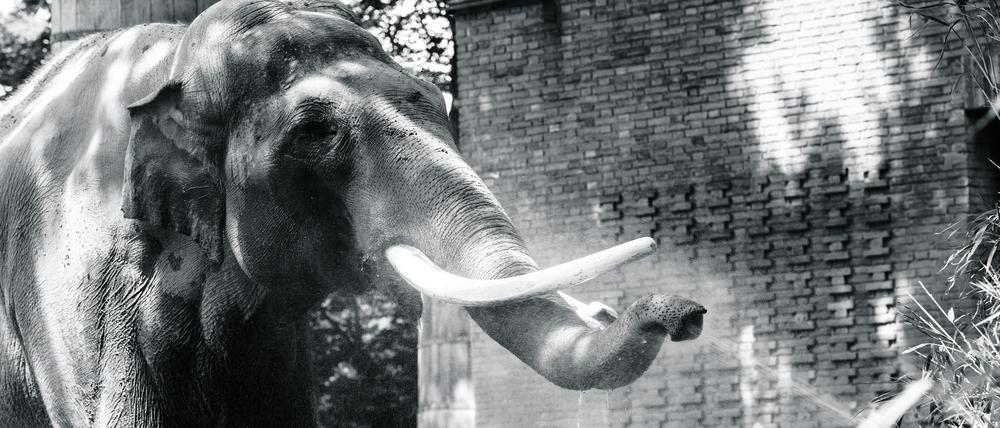 ARCHIV - 17.06.2022, Berlin: Elefanten-Bulle Victor erfrischt sich am Wasserstrahl eines Rasensprengers an diesem sonnigen und warmen Sommertag im Zoologischen Garten. (zu dpa: «Elefant in Berliner Zoo plötzlich gestorben») Foto: Paul Zinken/dpa +++ dpa-Bildfunk +++