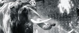 ARCHIV - 17.06.2022, Berlin: Elefanten-Bulle Victor erfrischt sich am Wasserstrahl eines Rasensprengers an diesem sonnigen und warmen Sommertag im Zoologischen Garten. (zu dpa: «Elefant in Berliner Zoo plötzlich gestorben») Foto: Paul Zinken/dpa +++ dpa-Bildfunk +++