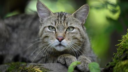 Eine Wildkatze ist von einer normalen Hauskatze für den Laien kaum zu unterscheiden. (Archivfoto)