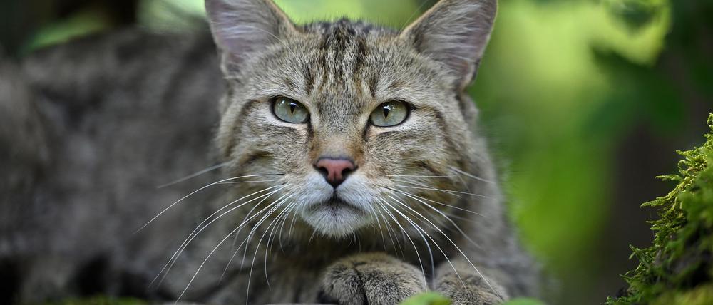 Eine Wildkatze ist von einer normalen Hauskatze für den Laien kaum zu unterscheiden. (Archivfoto)
