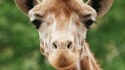 Der 13-jährige Giraffenbulle Max sei nach einer spielerischen Auseinandersetzung mit einem Artgenossen gestürzt, teilte der Zoo mit (Handout). 