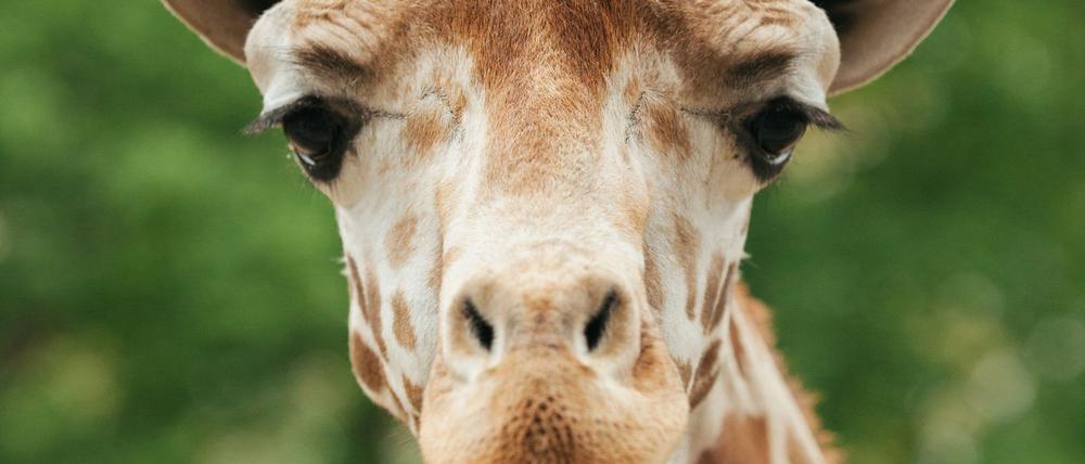 Der 13-jährige Giraffenbulle Max sei nach einer spielerischen Auseinandersetzung mit einem Artgenossen gestürzt, teilte der Zoo mit (Handout).