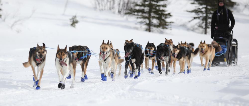 Wegen Schneemangels in Alaska wird die Iditarod-Rennroute in diesem Jahr geändert. (Archivbild)