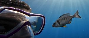 Gibt es Leckereien zu holen, folgen manche Fische Tauchern hartnäckig. 