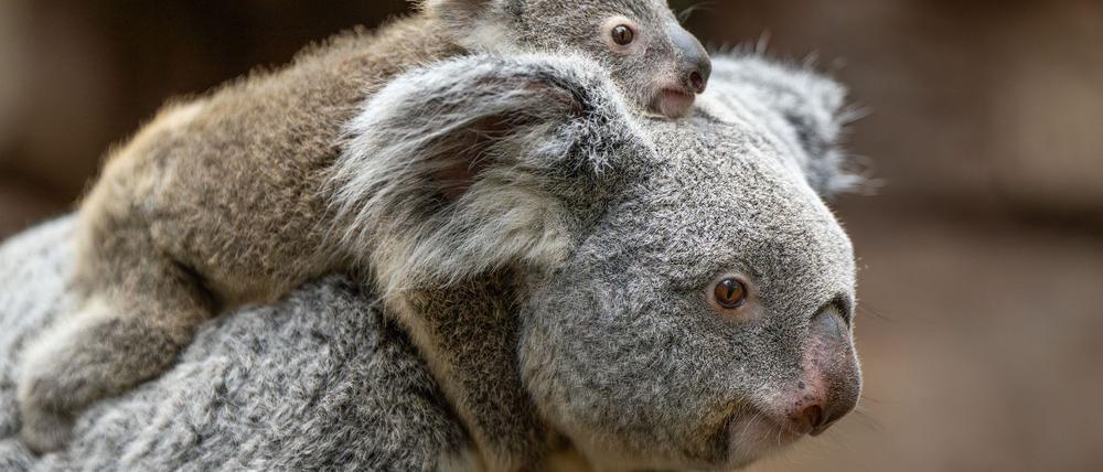 In der Wilhelma sind im vergangenen Jahr zwei Koala-Babys geboren worden. Nun stehen die Geschlechter der beiden fest. Hier trägt Koala-Weibchen Auburn ihr weibliches Jungtier durchs Gehege. (Foto-Handout)