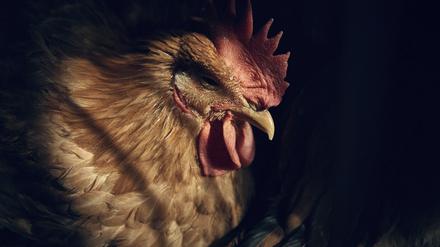 Ein Huhn ruht in einem Käfig, während es darauf wartet, im Geschäft der La Granja Live Poultry Corporation geschlachtet zu werden. 