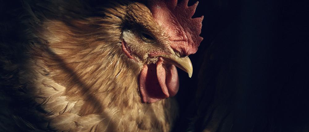 Ein Huhn ruht in einem Käfig, während es darauf wartet, im Geschäft der La Granja Live Poultry Corporation geschlachtet zu werden. 