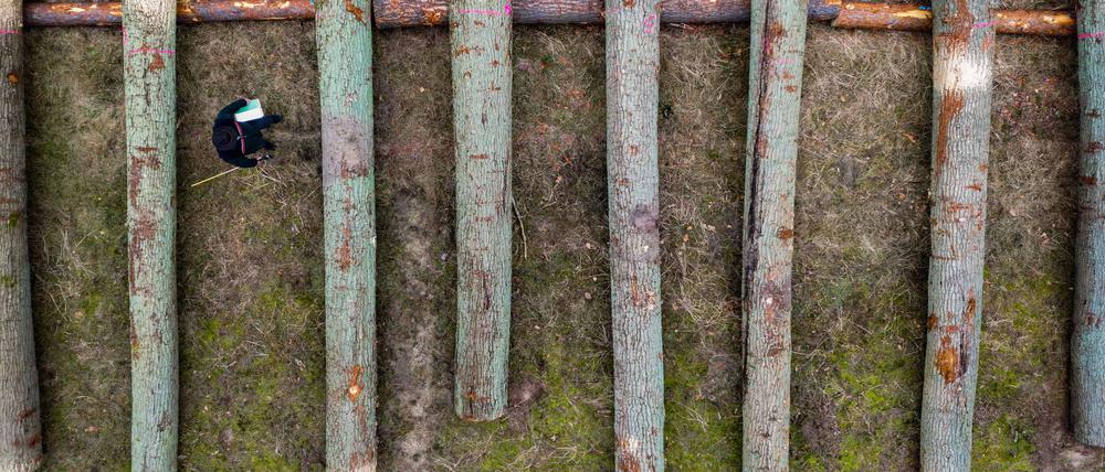Der Landesbetrieb Forst hat 271 Festmeter Laubholz versteigert.