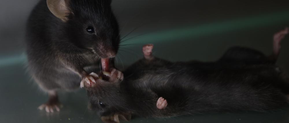 Eine Maus zieht ihrem bewusstlosen Artgenossen die Zunge aus dem Mund und rettet ihn so vor dem Ersticken. (undatiertes Handout)