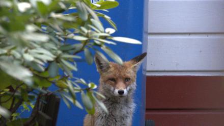 Fuchs