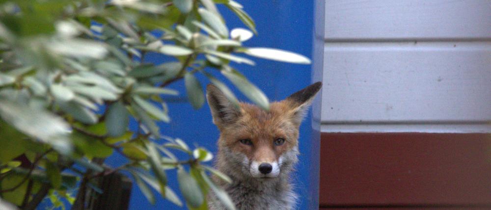 Fuchs