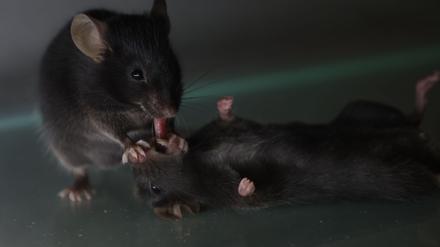 Mäuse kümmern sich um vertraute, bewusstlose Artgenossen. Sie lecken etwa am Fell und ziehen auch schon mal die Zunge ein Stück heraus.