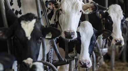Milchprodukte, aber vor allem Rindfleisch würden durch eine Klima-Abgabe teurer.