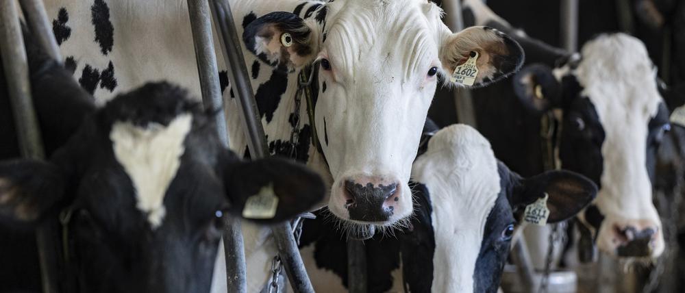 Milchprodukte, aber vor allem Rindfleisch würden durch eine Klima-Abgabe teurer.