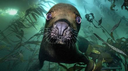 Porträtaufnahme einer Robbe unter Wasser. Gewinnerfoto von Patrick Webster in der Kategorie Porträt.