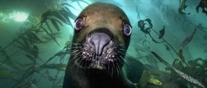 Porträtaufnahme einer Robbe unter Wasser. Gewinnerfoto von Patrick Webster in der Kategorie Porträt.
