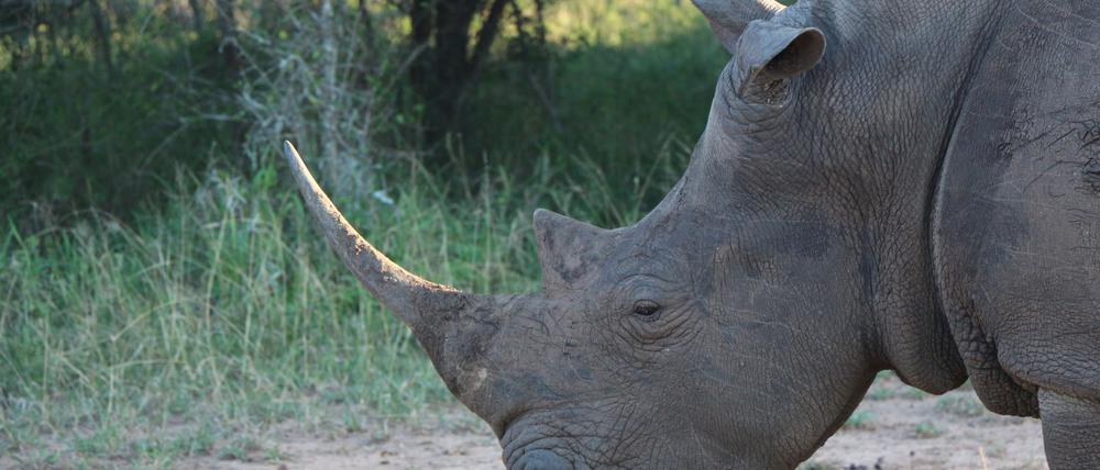 Ein Nashorn im Hlane Royal National Park in Eswatini. (Symbolbild)
