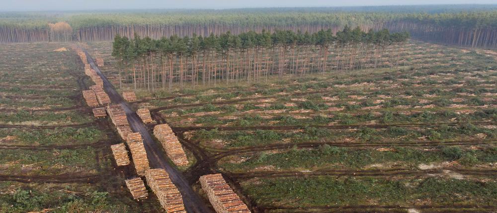 2021 wurde der Kiefernwald in Grünwalde gerodet, um Platz für die Tesla Gigafactory zu machen (Luftaufnahme mit einer Drohne).