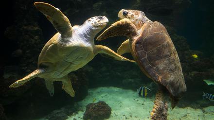 Unechte Karettschildkröten leben in fast allen gemäßigten und subtropischen Regionen des Atlantiks, Pazifiks und Indischen Ozeans sowie im Mittelmee.