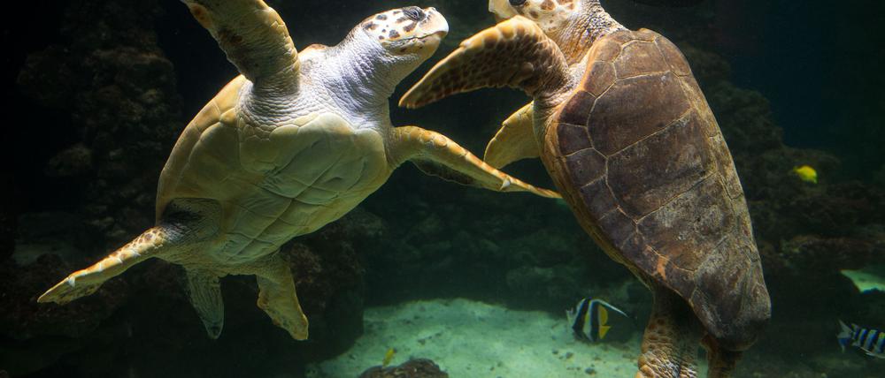 Unechte Karettschildkröten leben in fast allen gemäßigten und subtropischen Regionen des Atlantiks, Pazifiks und Indischen Ozeans sowie im Mittelmee.