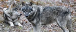  Seit ihrer Rückkehr in Brandenburg im Jahr 2007 sind Wölfe umstritten. 