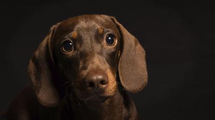 Der Blick eines Hundes kann bei Menschen einen Hormonschub auslösen.
