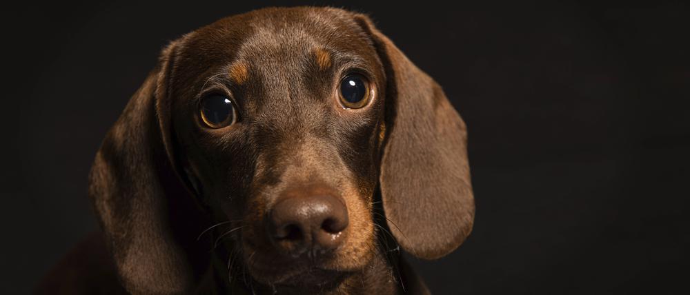 Der Blick eines Hundes kann bei Menschen einen Hormonschub auslösen.