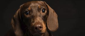 Der Blick eines Hundes kann bei Menschen einen Hormonschub auslösen.