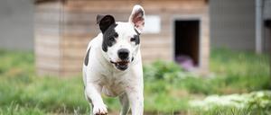 Diva musste acht Jahre auf ein neues Zuhause warten, nun ist sie bei einer Familie in Brandenburg eingezogen.