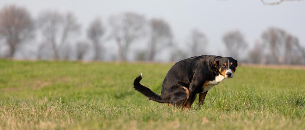 Hundekot kann gefährliche Krankheitserreger enthalten. Rinder und andere Nutztiere nehmen sie über das Futter auf und erkranken.