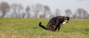 Ein Hund verrichtet sein Geschäft auf einer großen Wiese.