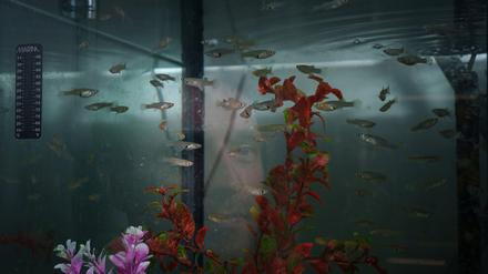 Als beliebte Aquarienfische sind Moskitofische heute weit verbreitet.