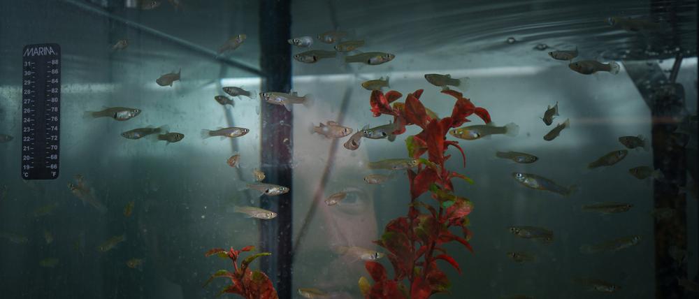 Als beliebte Aquarienfische sind Moskitofische heute weit verbreitet.
