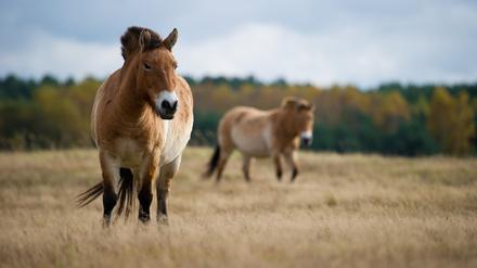 Zwei Przewalski-Pferde auf einer Wiese im Wildpark. (Archivbild)