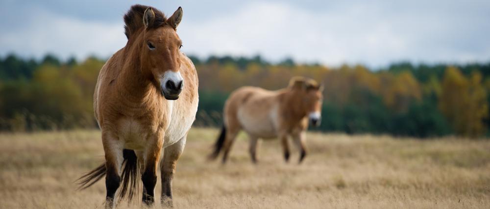 Zwei Przewalski-Pferde auf einer Wiese im Wildpark. (Archivbild)
