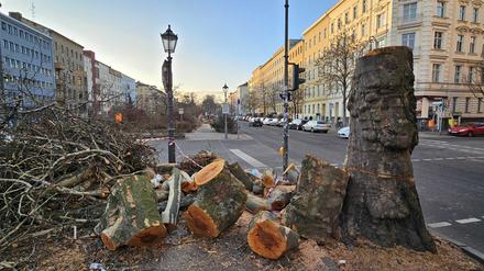 Fällung Platanen U-Bahnhof Gneisenaustraße Kreuzberg Bäume BVG Wasserbetriebe
