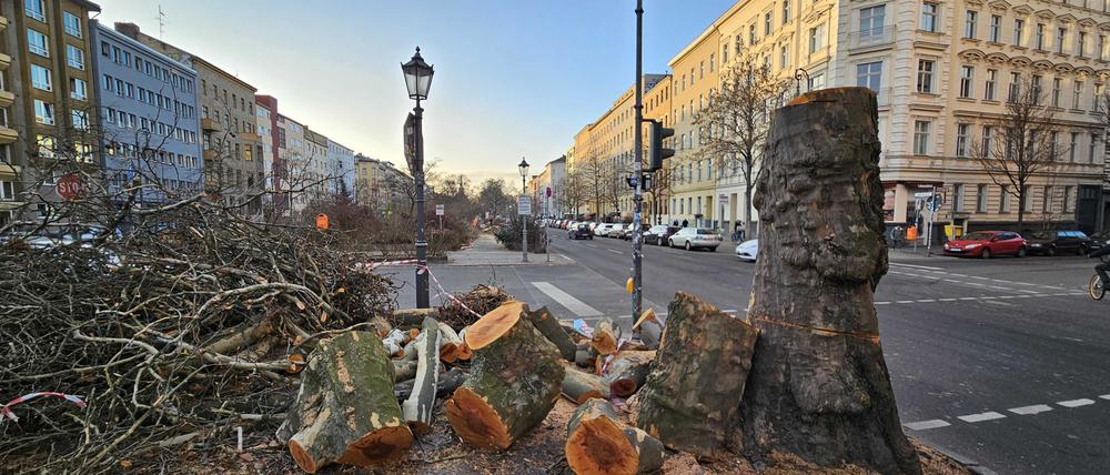 Fällung Platanen U-Bahnhof Gneisenaustraße Kreuzberg Bäume BVG Wasserbetriebe