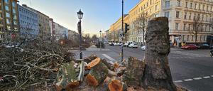 Fällung Platanen U-Bahnhof Gneisenaustraße Kreuzberg Bäume BVG Wasserbetriebe