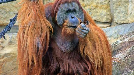 Der Sumatra-Orang-Utan Mano hatte mit 47 Jahren bereits ein stattliches Alter erreicht. (Handout)