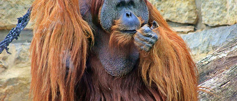 Der Sumatra-Orang-Utan Mano hatte mit 47 Jahren bereits ein stattliches Alter erreicht. (Handout)