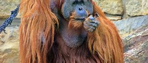 Der Sumatra-Orang-Utan Mano hatte mit 47 Jahren bereits ein stattliches Alter erreicht. (Handout)