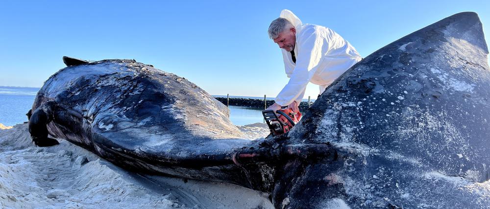Der etwa 14 Meter lange Kadaver war am 15. Februar von Muschelfischern an den Sylter Strand geschleppt und gesichert worden. Schlachter zerlegten den Pottwalkadaver mit einer Motorsäge.