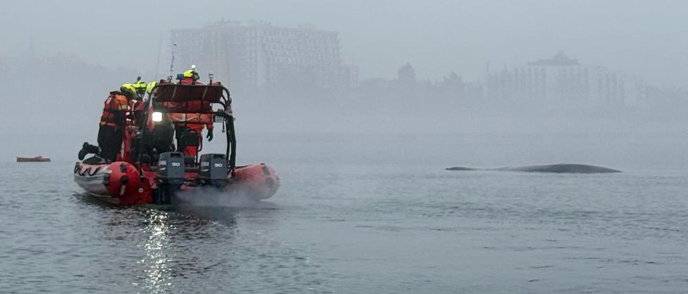 Seenotretter vor der polnischen Ostseeküste nähern sich einem Buckelwal, der sich in einem Fischernetz verfangen hat.